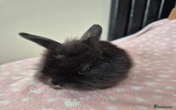 Mini Lion Lop rabbits for sale: 8 Beautiful Lion Lop Bunnies available to reserve. - Image 11
