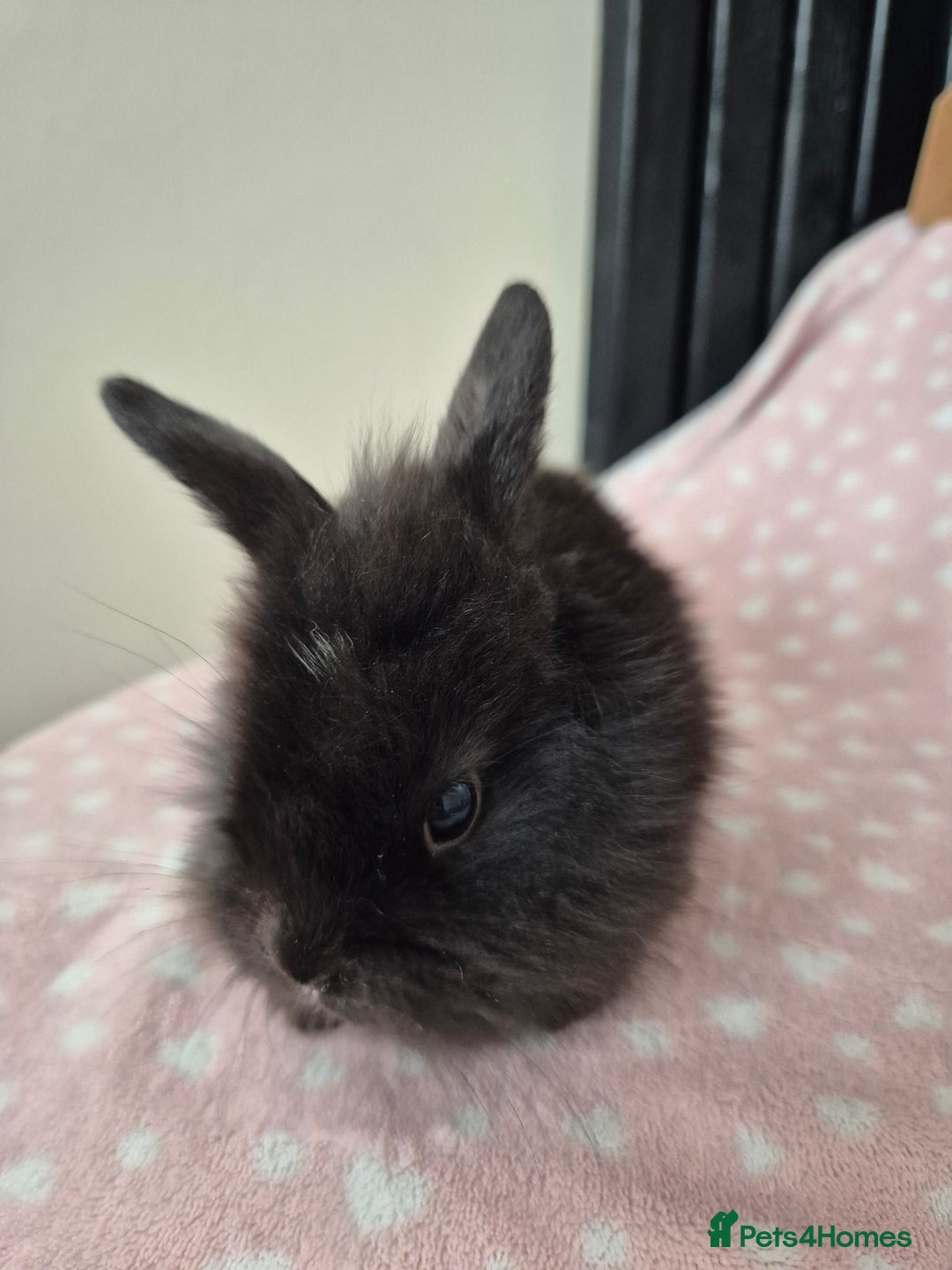 Mini Lion Lop rabbits for sale: 8 Beautiful Lion Lop Bunnies available to reserve. - Image 11