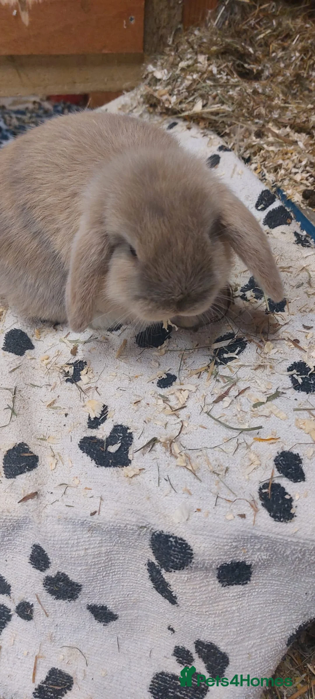 Mini Lop rabbits for sale: Beautiful Pure Bred Mini Lop rabbits - Advert 2