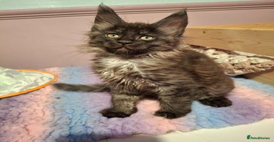 Maine Coon cats - Advert 3