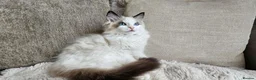 Ragdoll cats for sale: STUNNING RAGDOLL BOY – ACTIVE BREEDING - Advert 5
