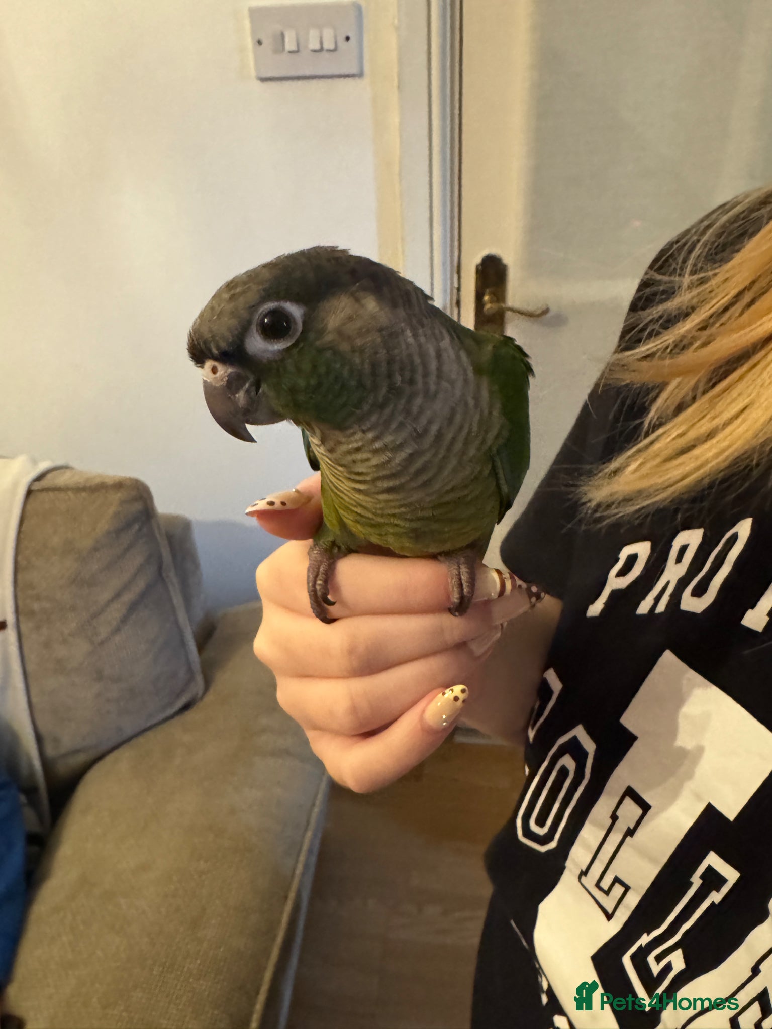 Conures birds 2 Hand reared baby conures - Advert 1