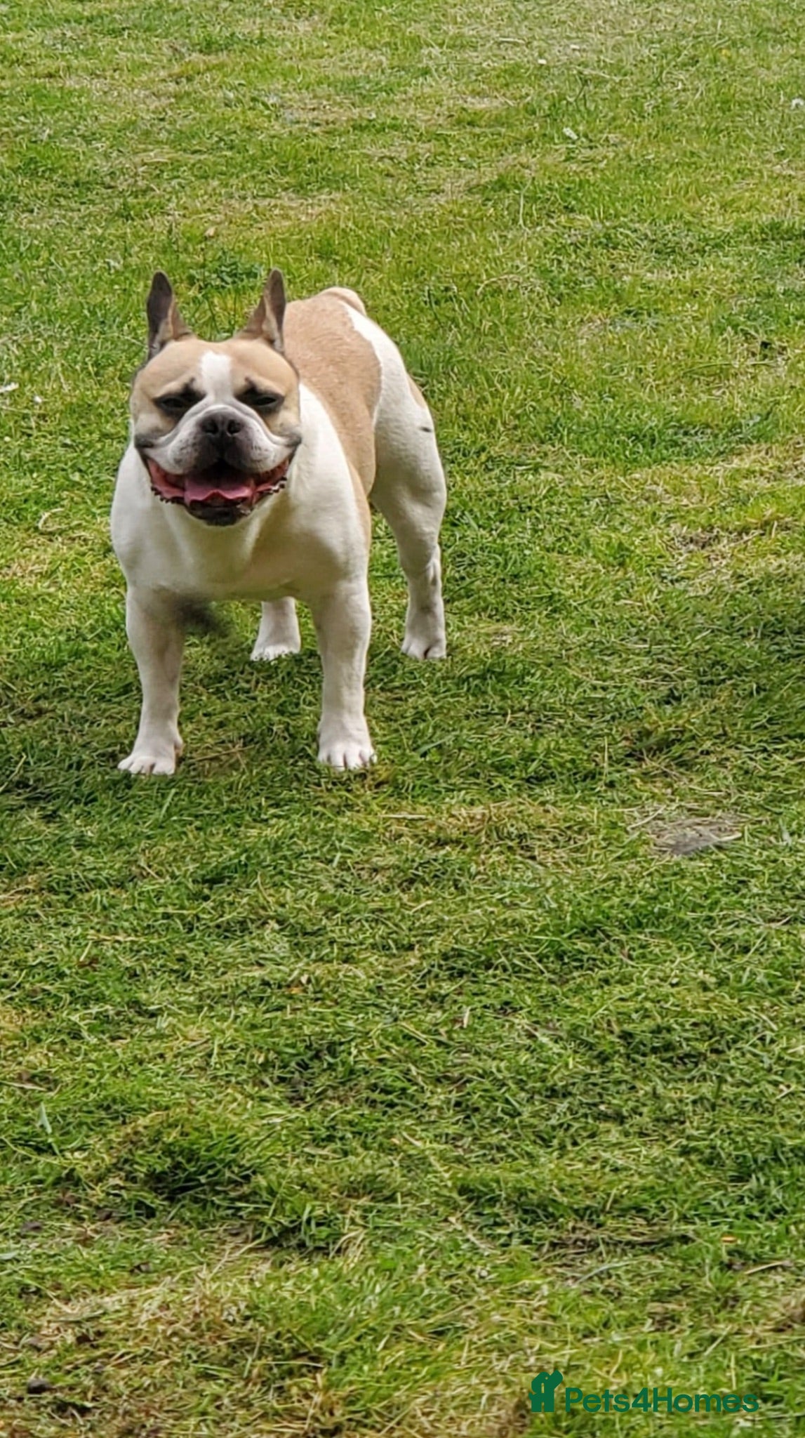 French Bulldog dogs French Bulldog - Advert 1
