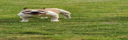 French Bulldog dogs for sale: French Bulldog - Advert 1