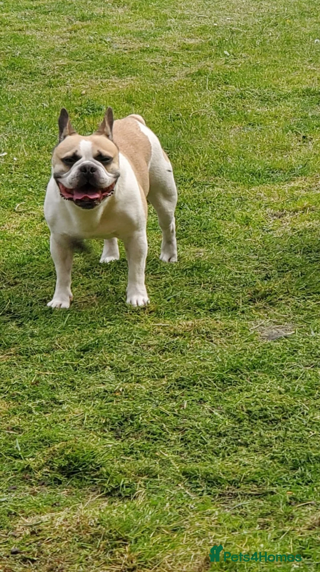 French Bulldog dogs for sale: French Bulldog - Advert 1