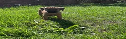 Border Terrier dogs for sale: PEIDGREE BORDER TERRIER PUPPIES - Advert 4