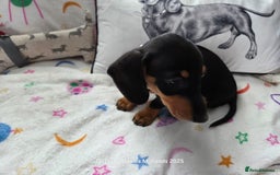 Miniature Dachshund dogs for sale: Shorthaired Minature Daschunds READY TO LEAVE NOW - Image 6