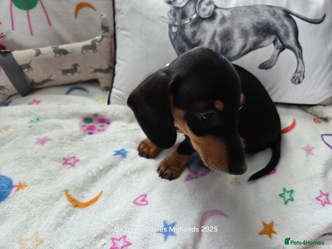 Miniature Dachshund dogs for sale: Shorthaired Minature Daschunds READY TO LEAVE NOW - Image 6