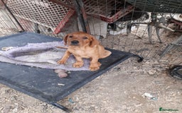 Labrador Retriever dogs for sale: K.CRegistered Ladrador Puppies  - Image 5