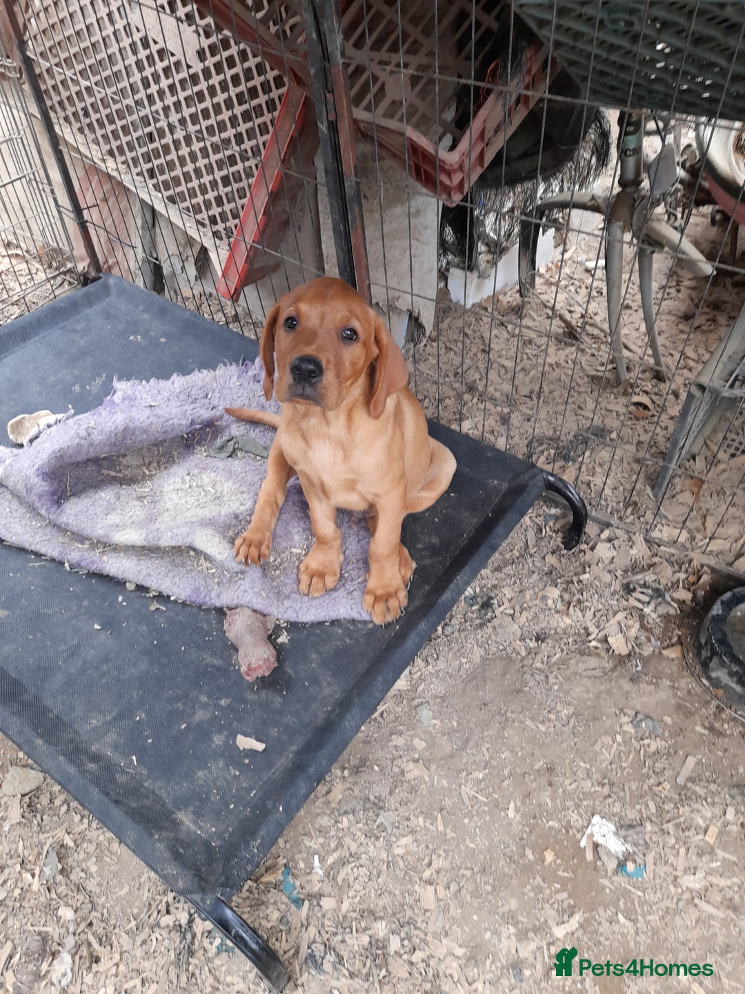 Labrador Retriever dogs for sale: K.CRegistered Ladrador Puppies  - Image 5