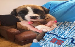 Boxer dogs for sale: 🌟🩷COI 0.5% KC REG BOBTAIL GIRL🩷🌟 - Image 18