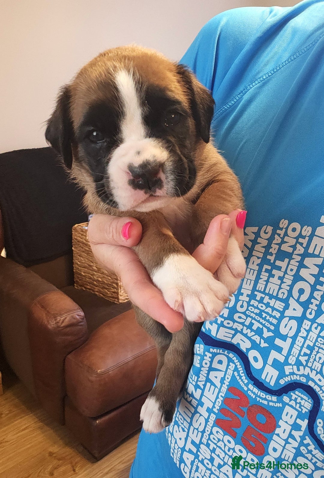 Boxer dogs for sale: 🌟🩷COI 0.5% KC REG BOBTAIL GIRL🩷🌟 - Image 18
