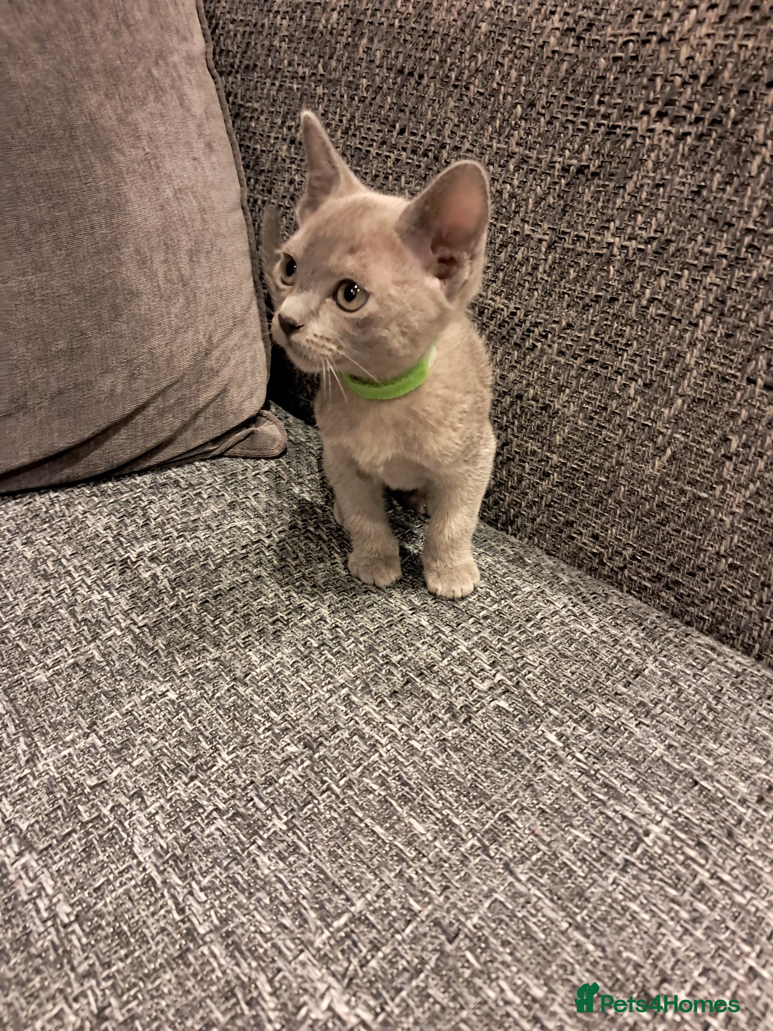 Burmese cats GCCF Pedigree Blue Burmese Kittens - Advert 10