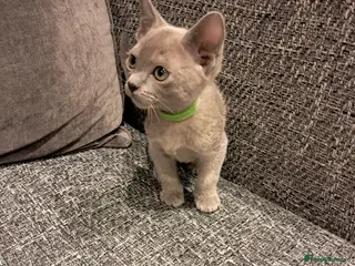 Burmese cats GCCF Pedigree Blue Burmese Kittens - Advert 10