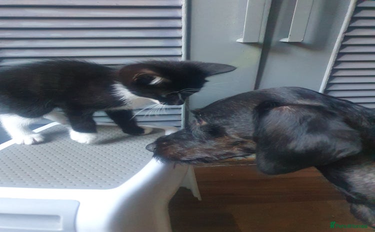Domestic Shorthair cats - Advert 1