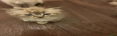Ragdoll 2