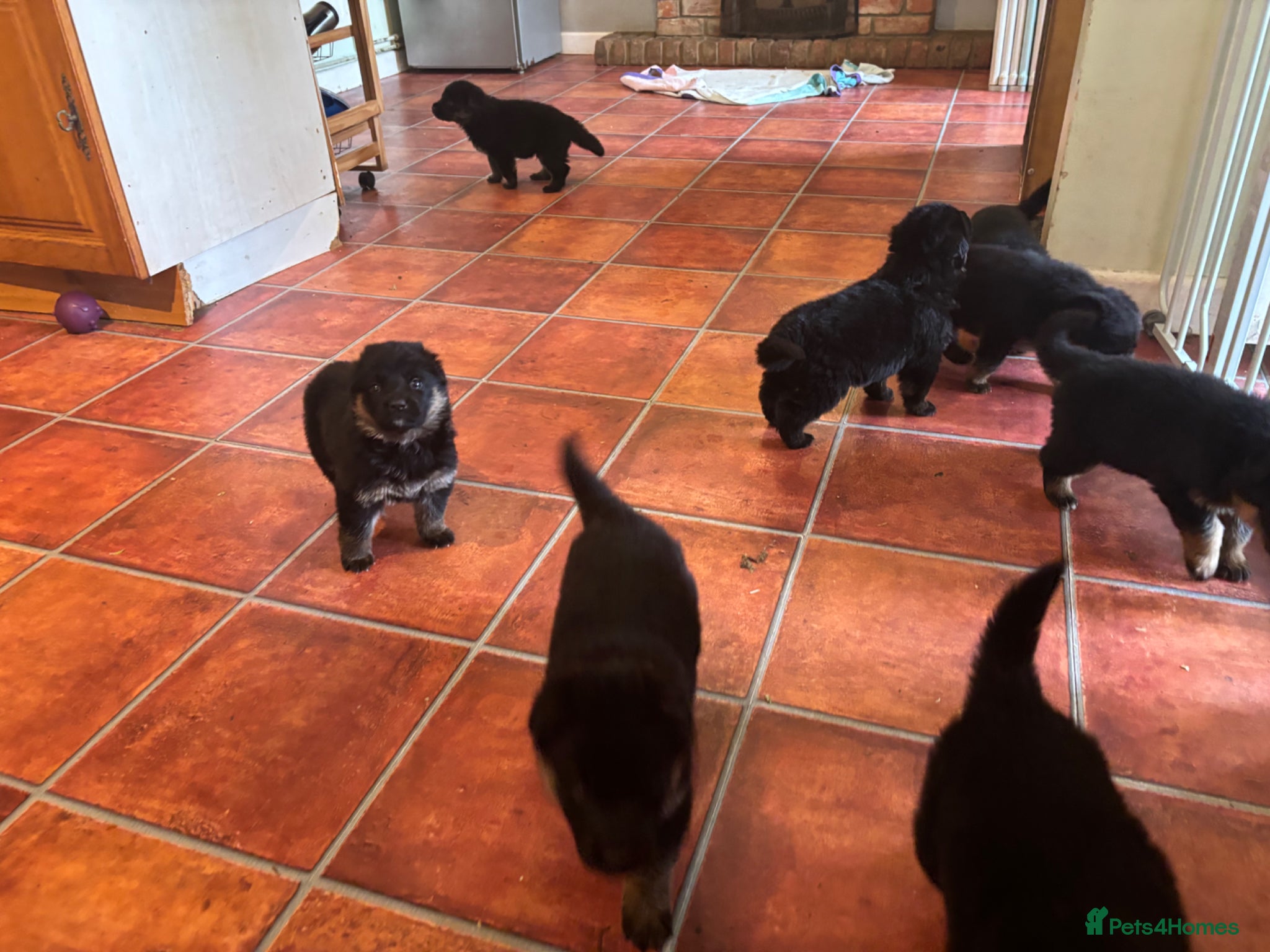 German Shepherd dogs Quality Litter of GSD Puppy’s @icepack - Advert 4