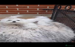 Maltese dogs for stud:  Miniature Korean maltese stud  - Image 5