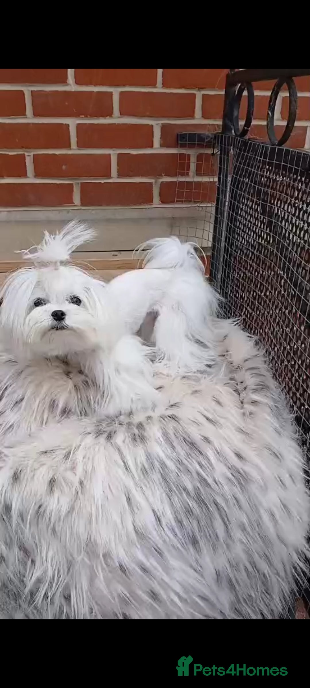 Maltese dogs for stud:  Miniature Korean maltese stud  - Image 5