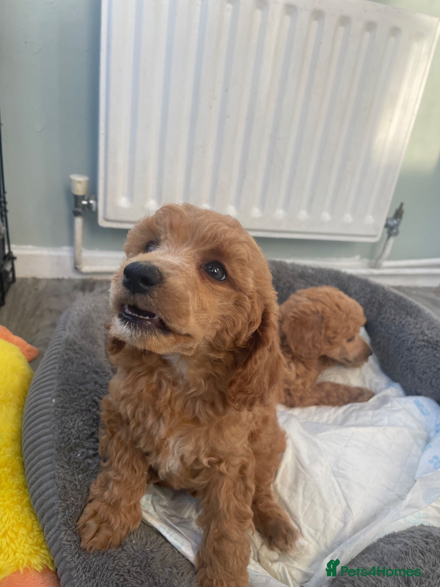 Toy Poodle dogs Red toy poodles  - Advert 2