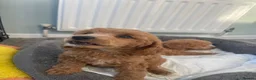 Toy Poodle dogs for sale: Red toy poodles  - Advert 1