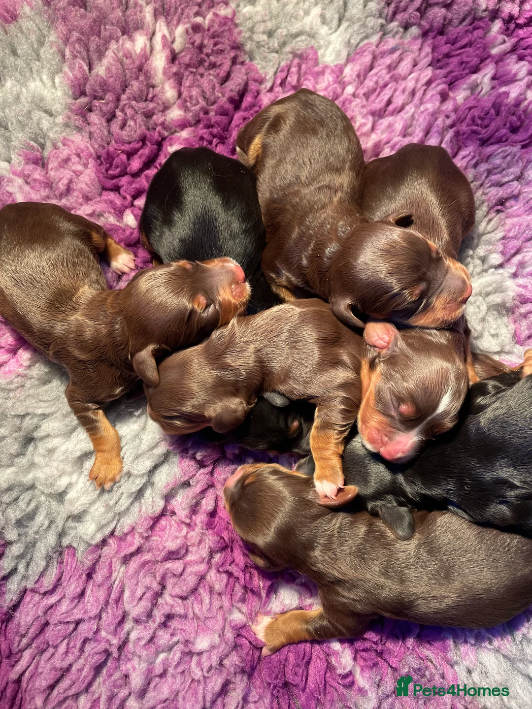 Cocker Spaniel dogs for stud: Small Health Tested KC liver and tan Cocker Stud in Harrogate - Advert 9