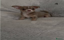 Chihuahua dogs for sale: Beautiful chihuahua pups - Image 11
