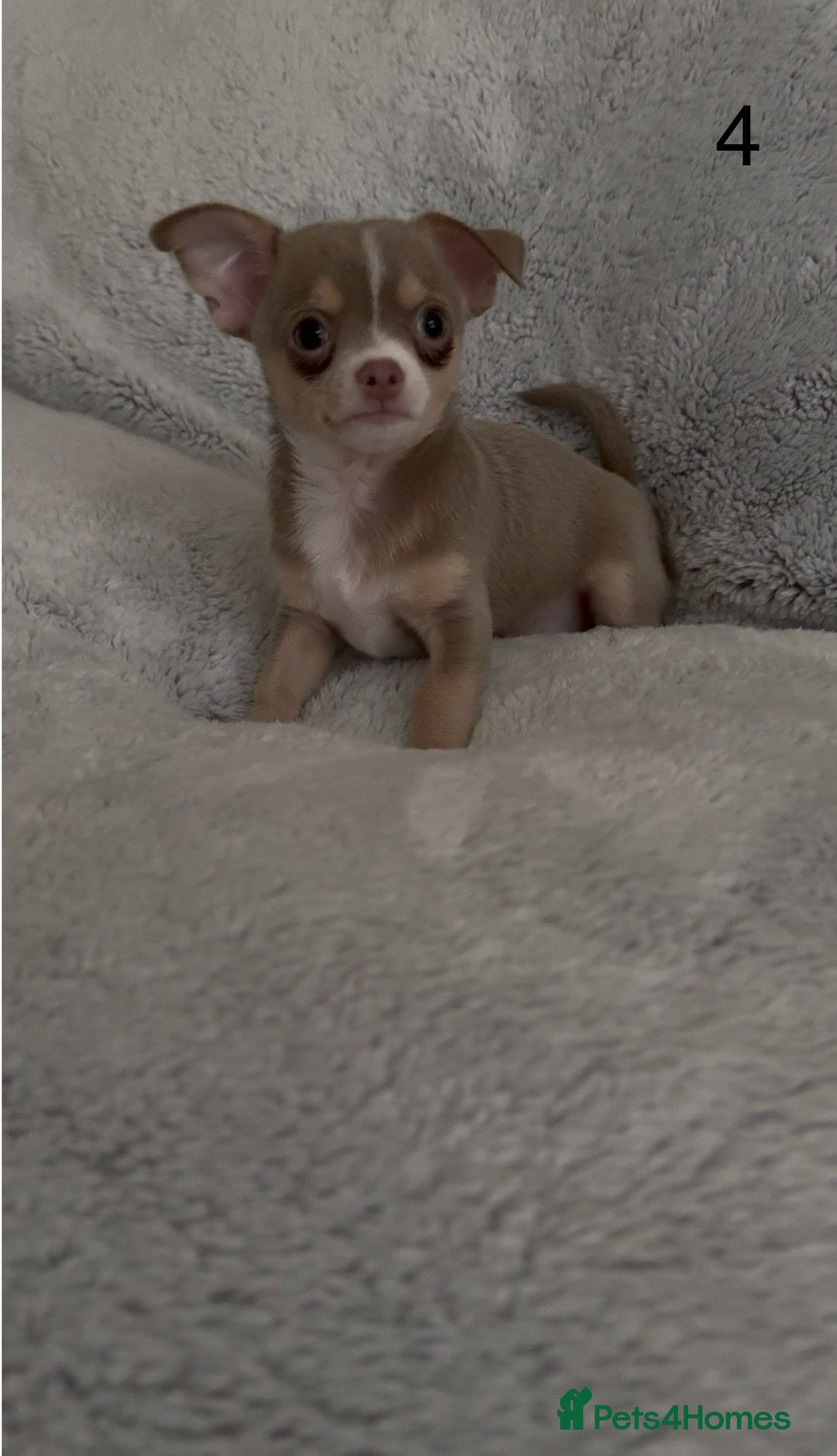 Chihuahua dogs for sale: Beautiful chihuahua pups - Image 11