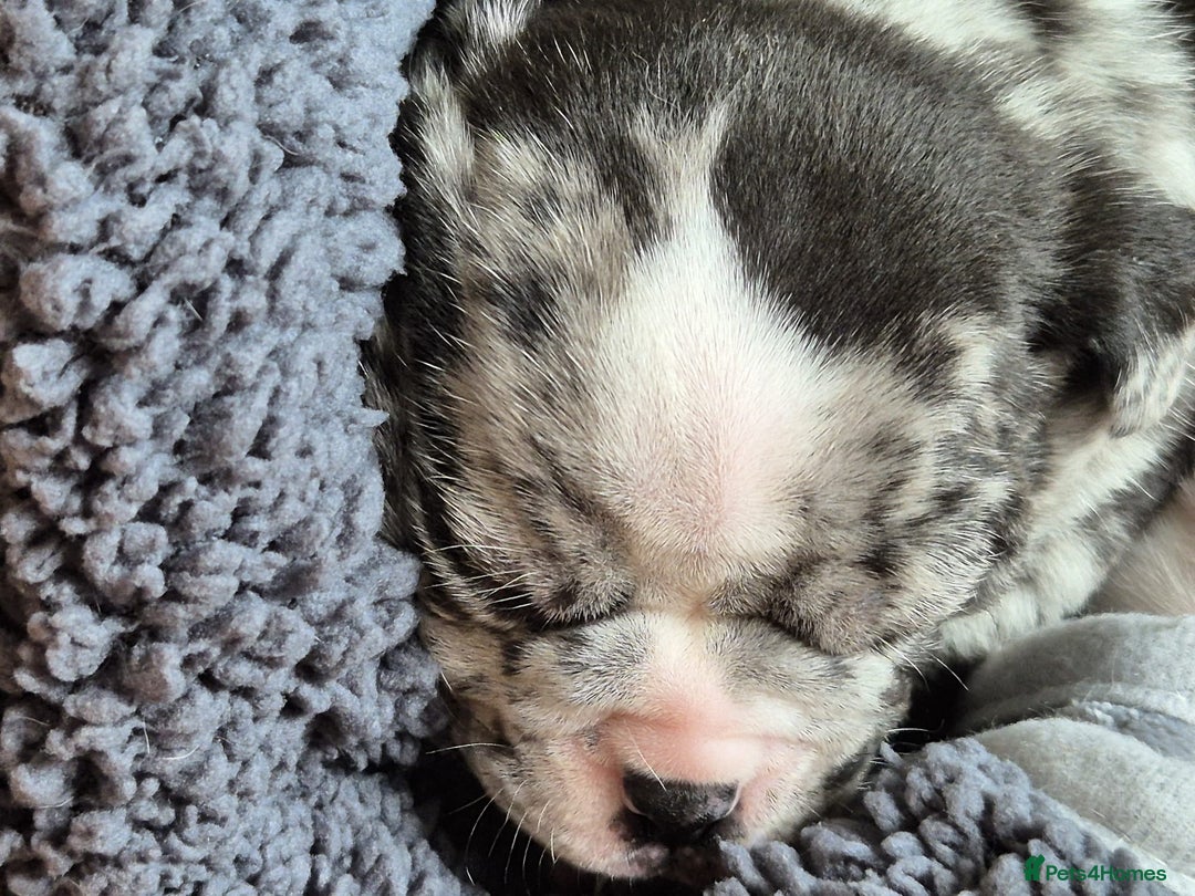 Mixed Breed dogs for sale: Cute Olde English Bulldog & Pug/Frenchie 4 sale - Image 9