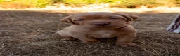 Labrador Retriever dogs for sale: Stunning Yellow & Fox Red Labrador Puppies- KC Reg - Advert 5