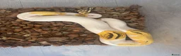 Python Snake reptiles for sale: Fire,pastel,orange dream,pied  - Advert 10