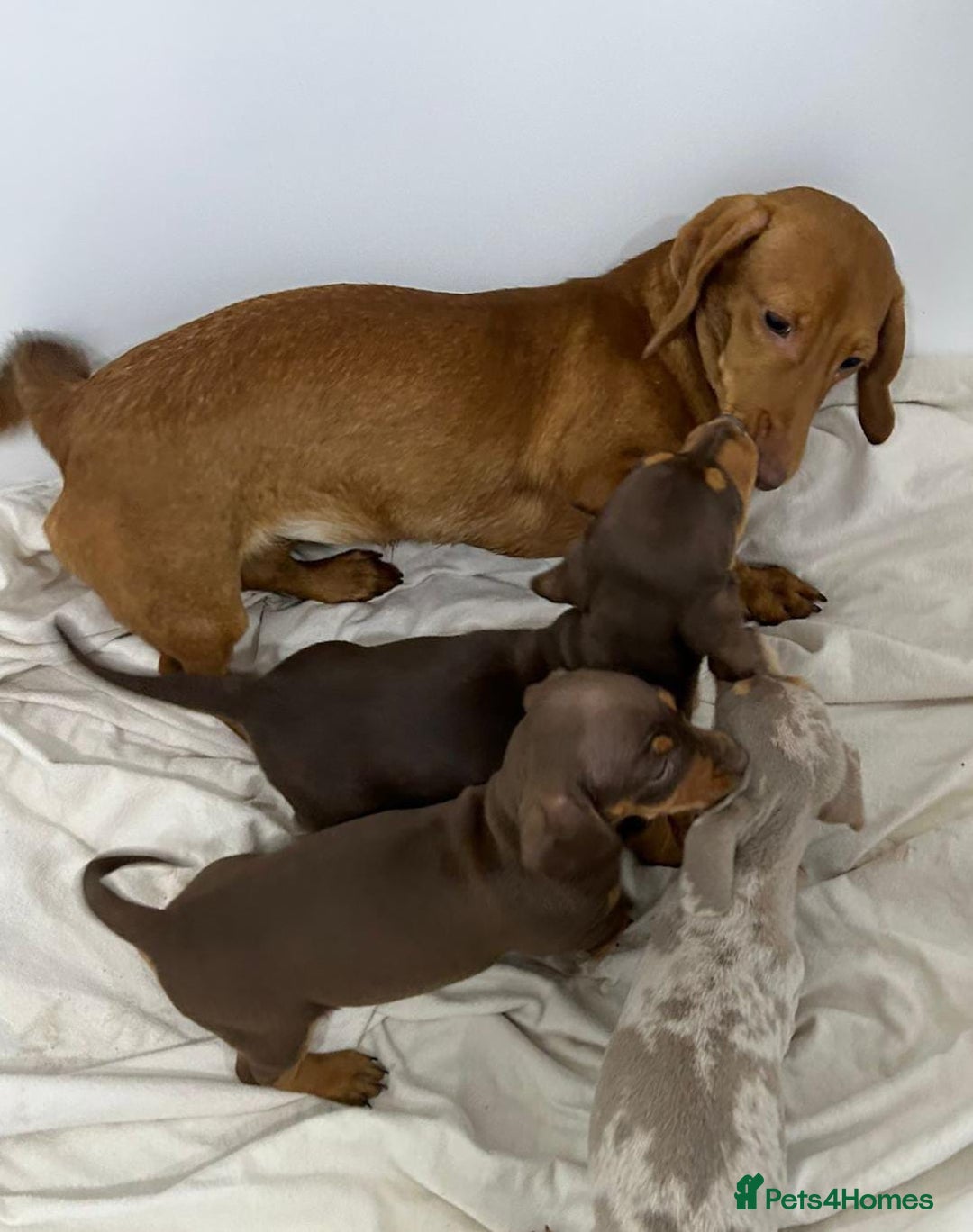 Miniature Dachshund dogs for sale: STUNNING MINIATURE DAXI PRA CLR KC REG - Advert 2
