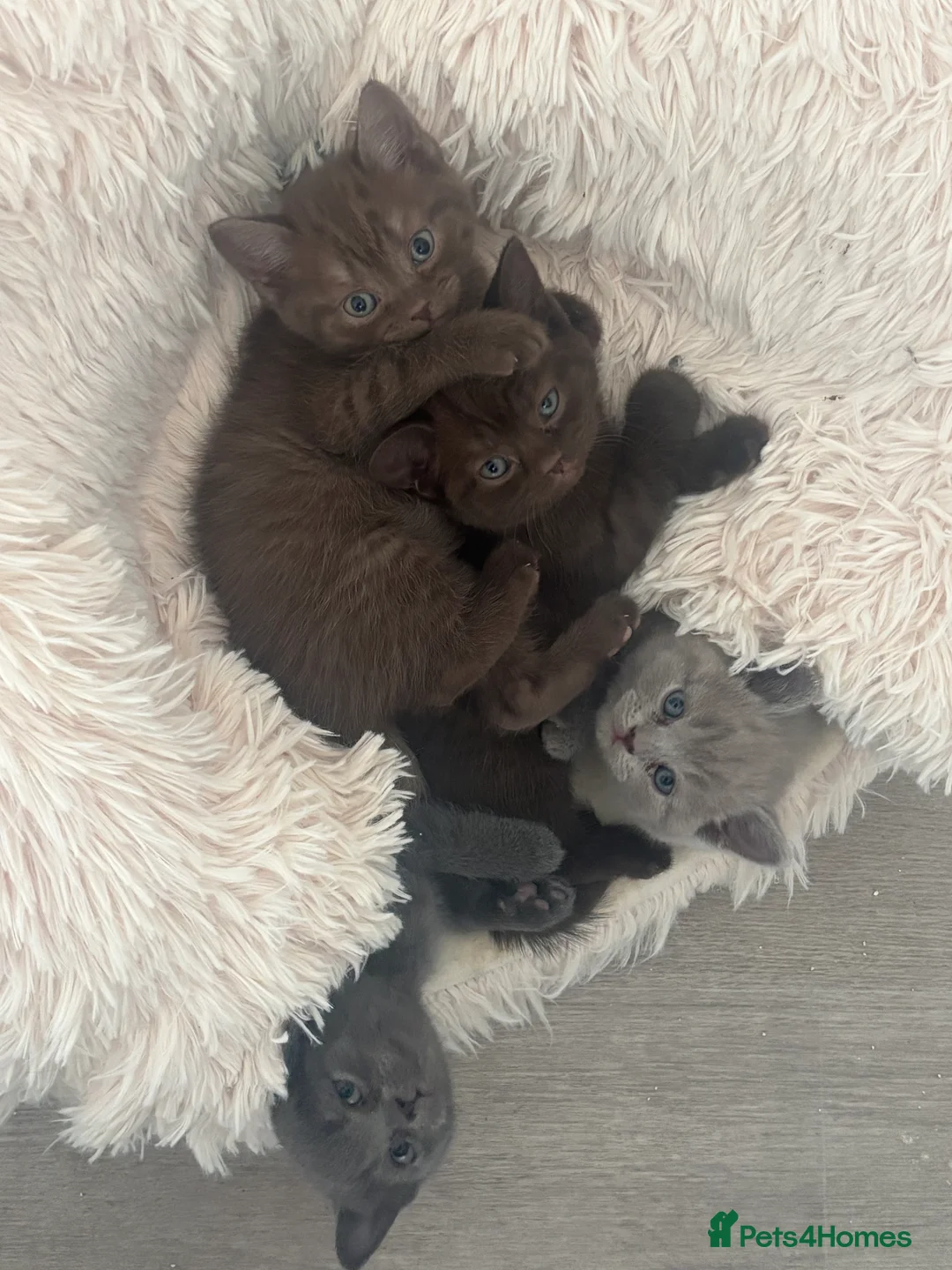 British Shorthair cats for sale: 🏆 British Shorthair Kittens🏆 - Advert 2