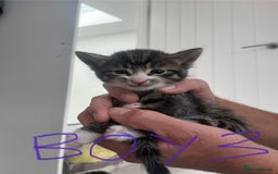 Mixed Breed cats for sale: 8 Gorgeous kittens looking for their forever homes - Image 14