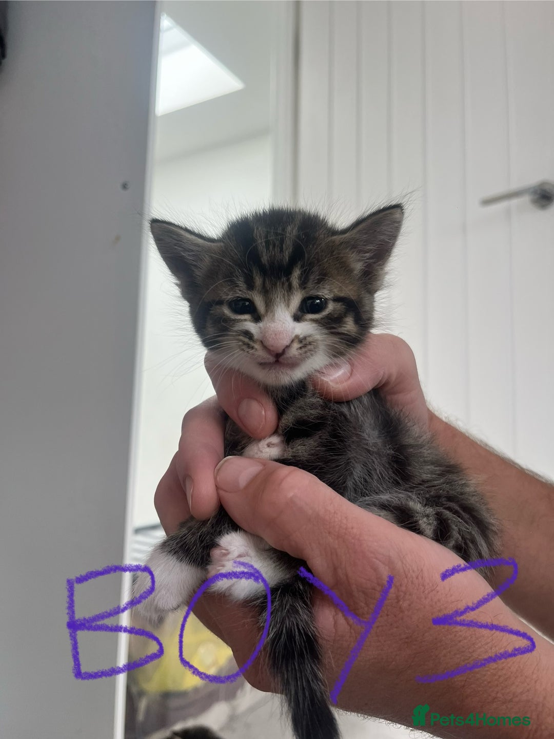 Mixed Breed cats for sale: 8 Gorgeous kittens looking for their forever homes - Image 14