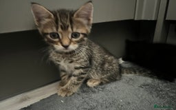 Domestic Shorthair cats for sale: 6 beautiful kittens for sale. - Image 6
