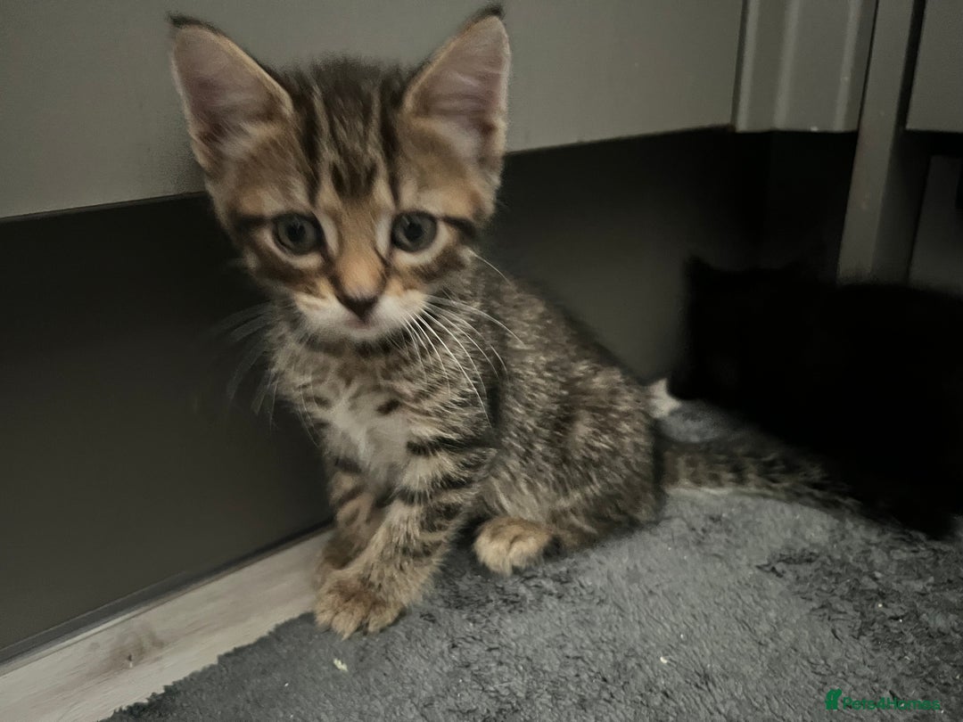 Domestic Shorthair cats for sale: 6 beautiful kittens for sale. - Image 6