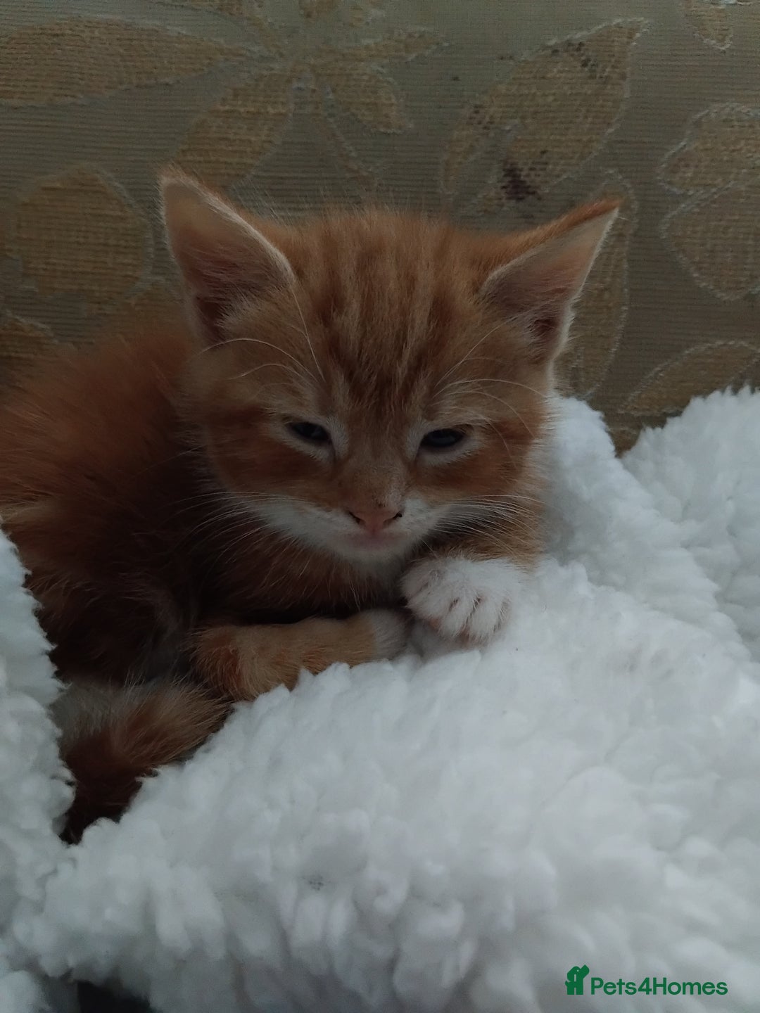 Mixed Breed cats for sale: 3 adorable 6 week old kittens. - Image 22