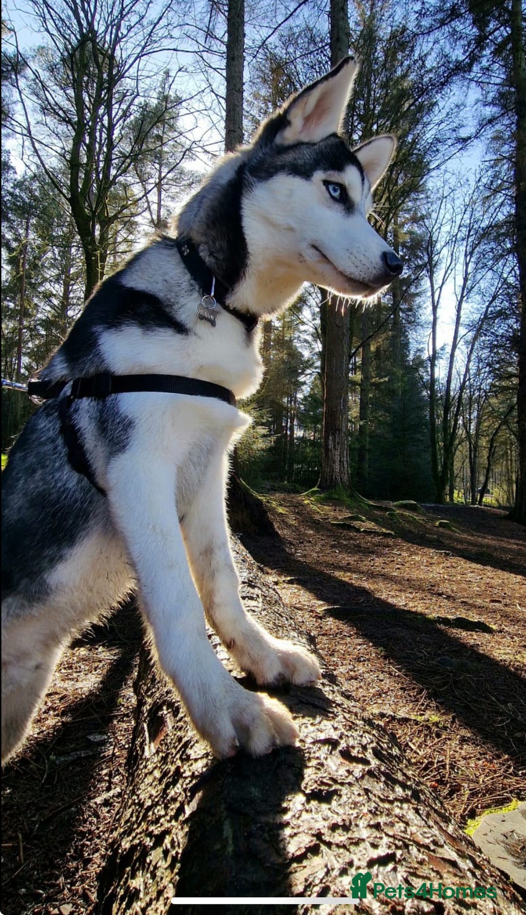 Siberian Husky dogs for sale: Lovely husky puppies, ready for new homes on 25/8 - Image 6