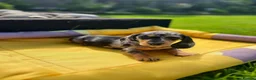 Miniature Dachshund dogs for sale: Adorable Puppies in Bradford - Advert 14