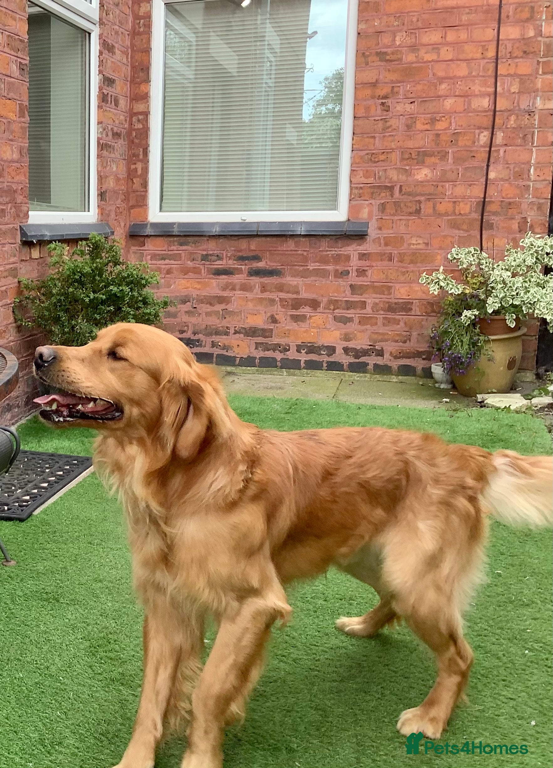 Golden Retriever dogs Golden retriever for stud in Winsford - Advert 5