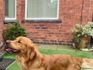 Golden Retriever dogs Golden retriever for stud in Winsford - Advert 2