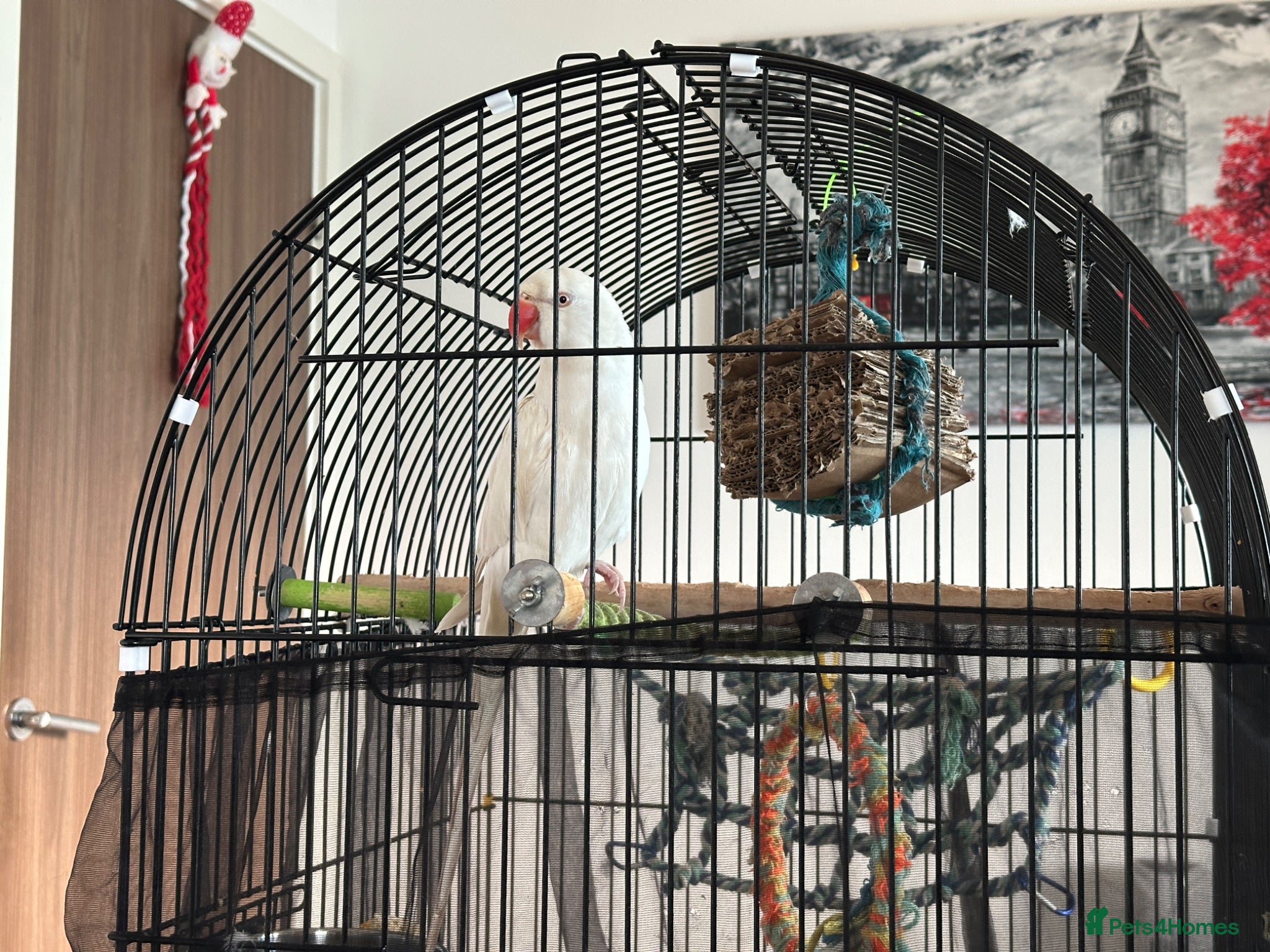 Ringnecks birds female  - Advert 2
