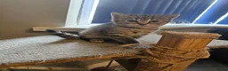 British Shorthair cats for sale: ✨️Reduce price British Shorthair kitten 2 left ✨️ - Advert 2