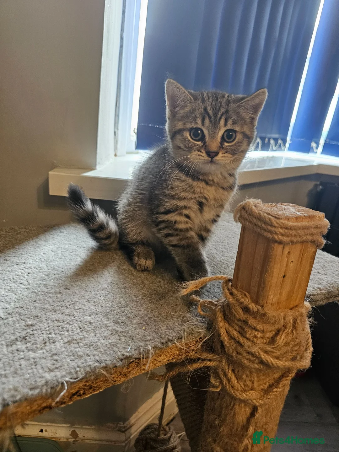 British Shorthair cats for sale: ✨️Reduce price British Shorthair kitten 2 left ✨️ - Advert 2
