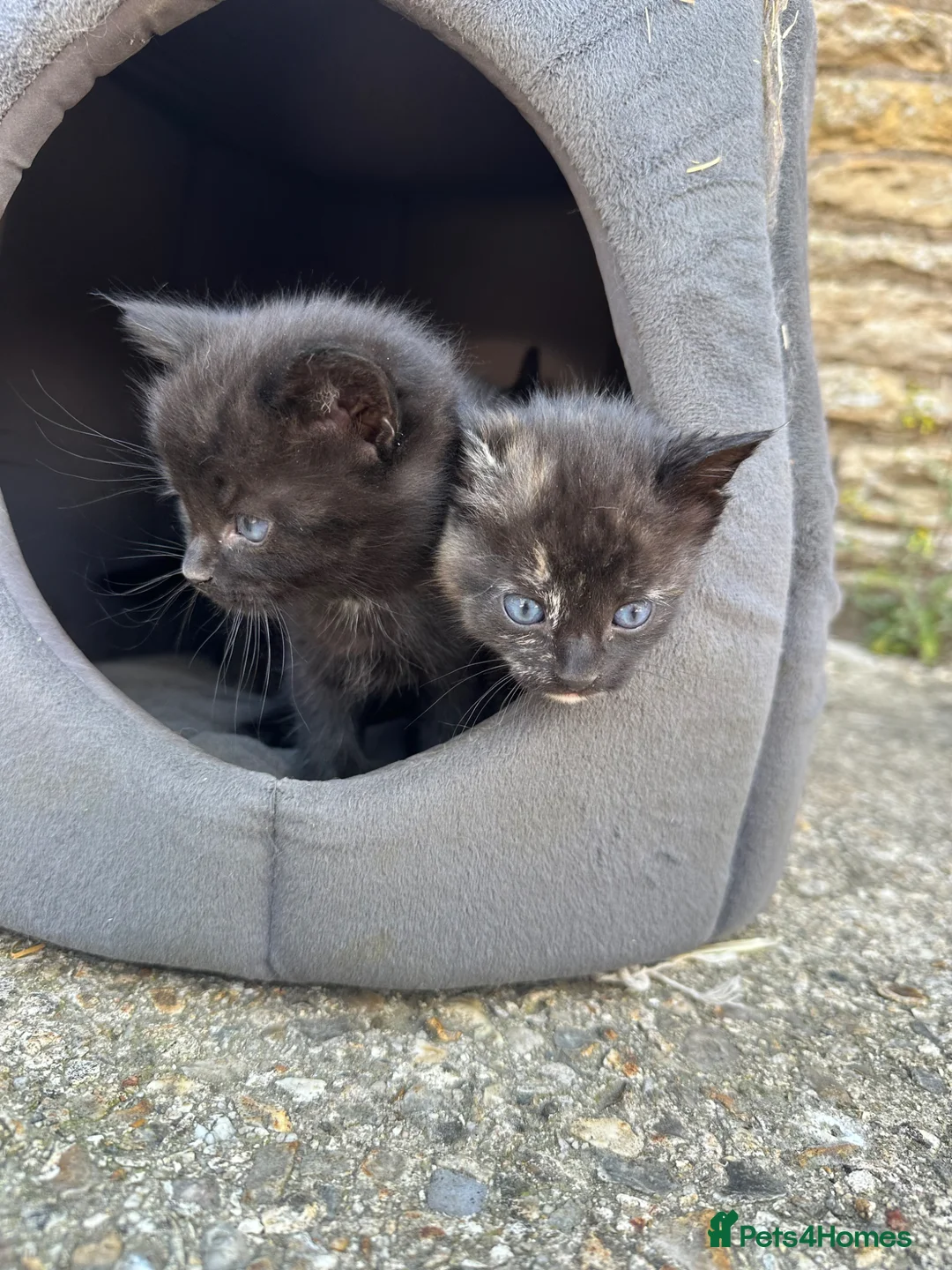 Mixed Breed cats for sale: Kittens for sale - Advert 2