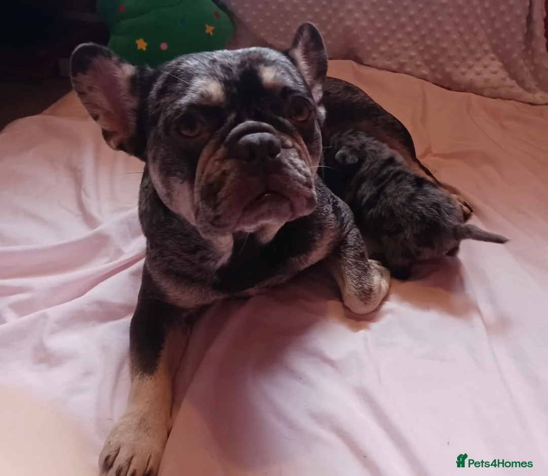 Mixed Breed dogs for sale: Toy poodle cross French bull dog - Advert 1