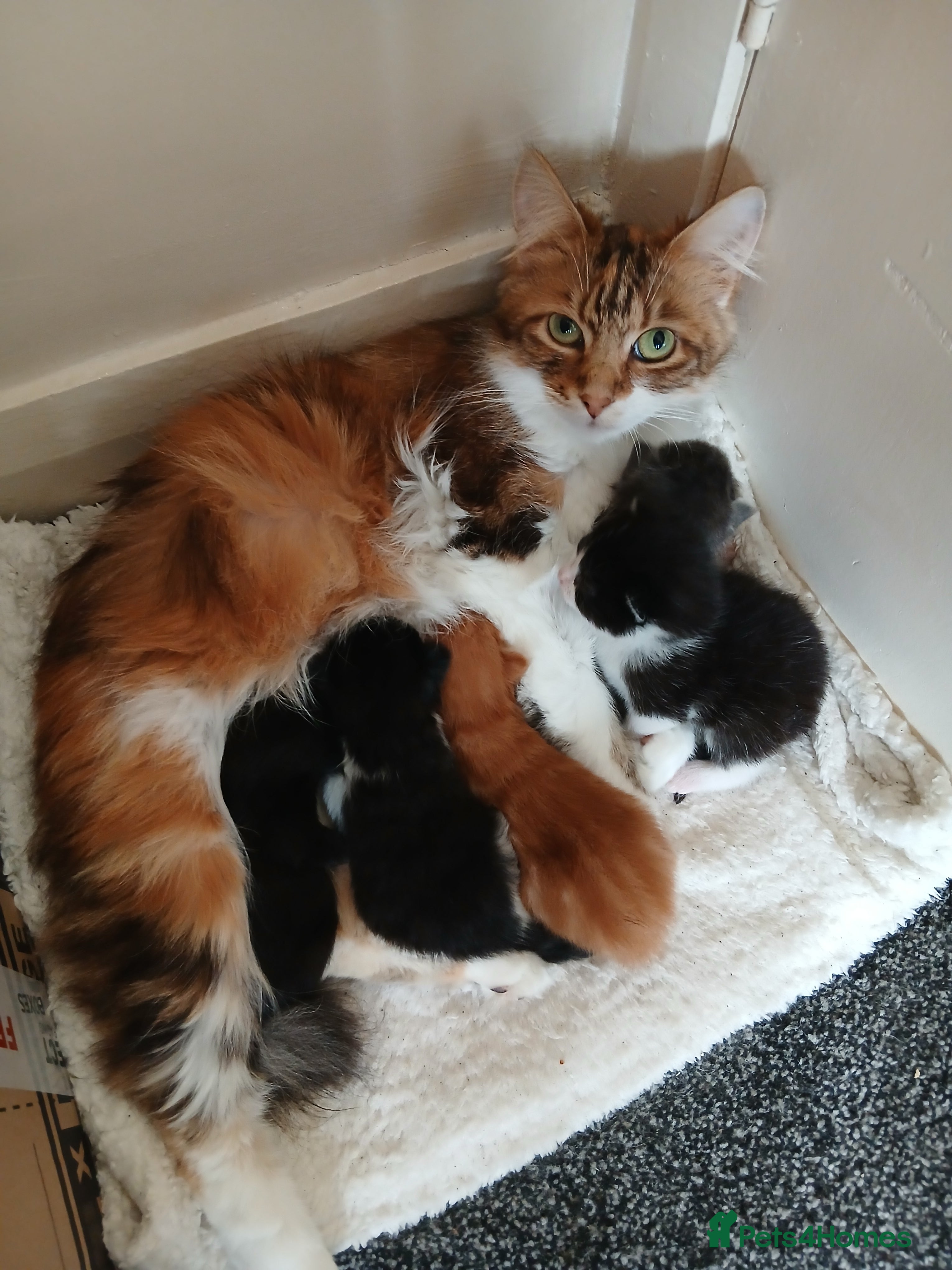 Domestic Shorthair cats Kittens for sale - Advert 1