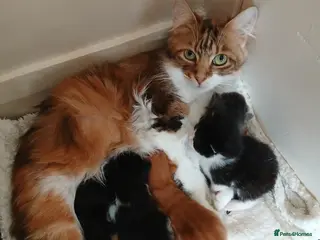 Domestic Shorthair cats Ginger kitten for sale - Advert 3