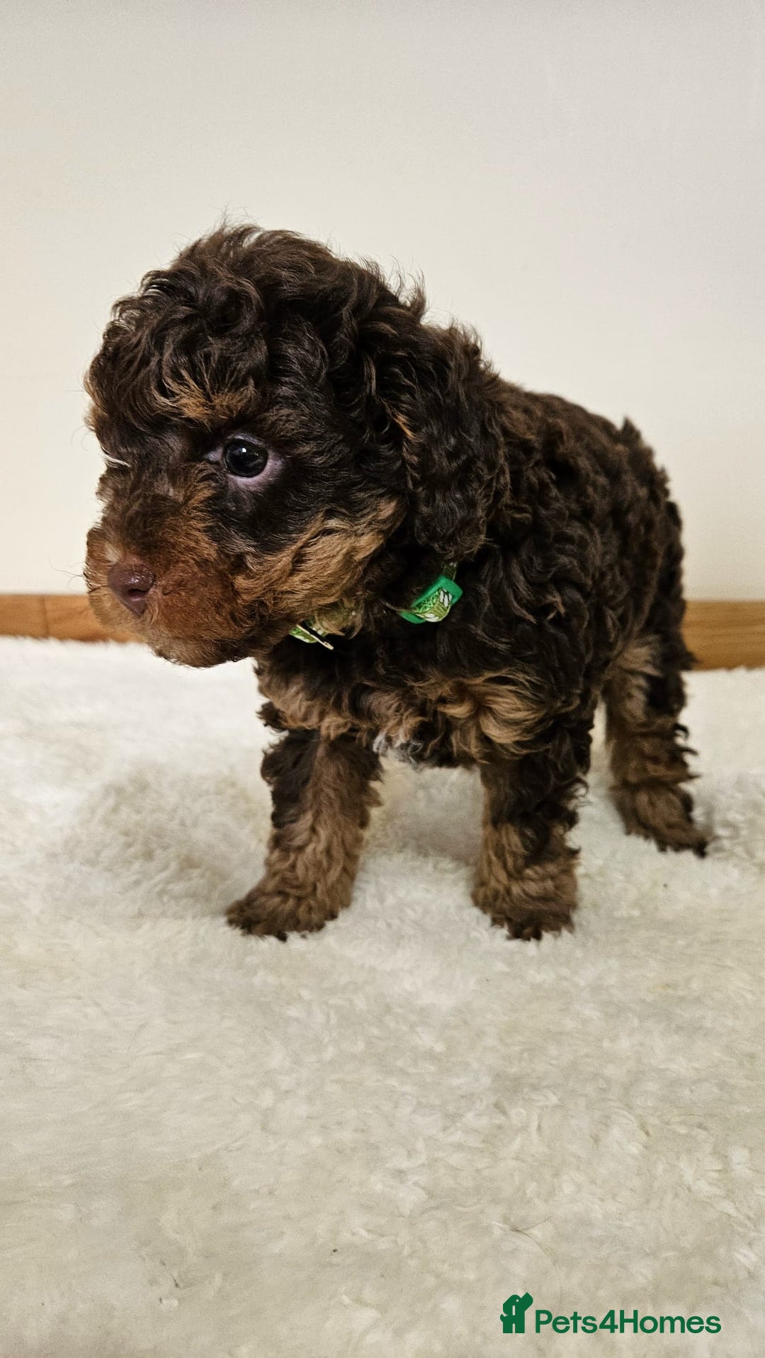 Toy Poodle dogs for sale: Beautiful Toy Poodle Puppies - Advert 15